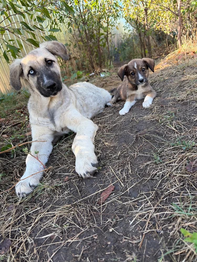 Fiamma, female puppy Mixed Breed for adoption at Hope for Future e.V.