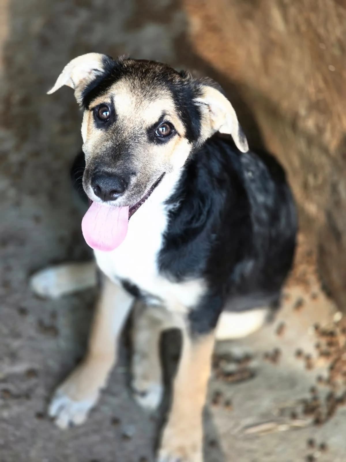 Fidelo, male puppy Mixed Breed for adoption at Hope for Future e.V.