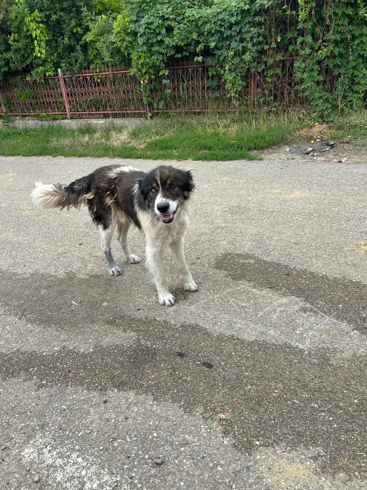 Finn, male senior Mixed Breed for adoption at Hope for Future e.V.