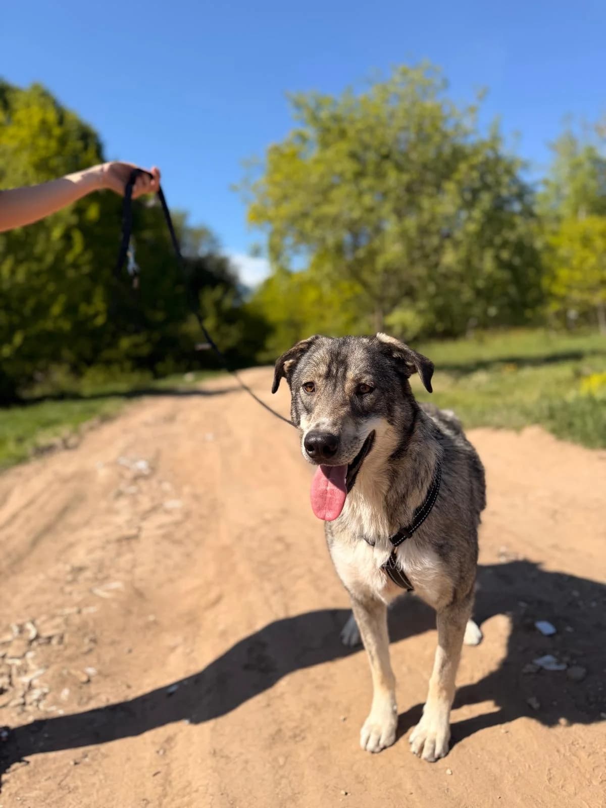 Finnula, female young Mixed Breed for adoption at Hope for Future e.V.