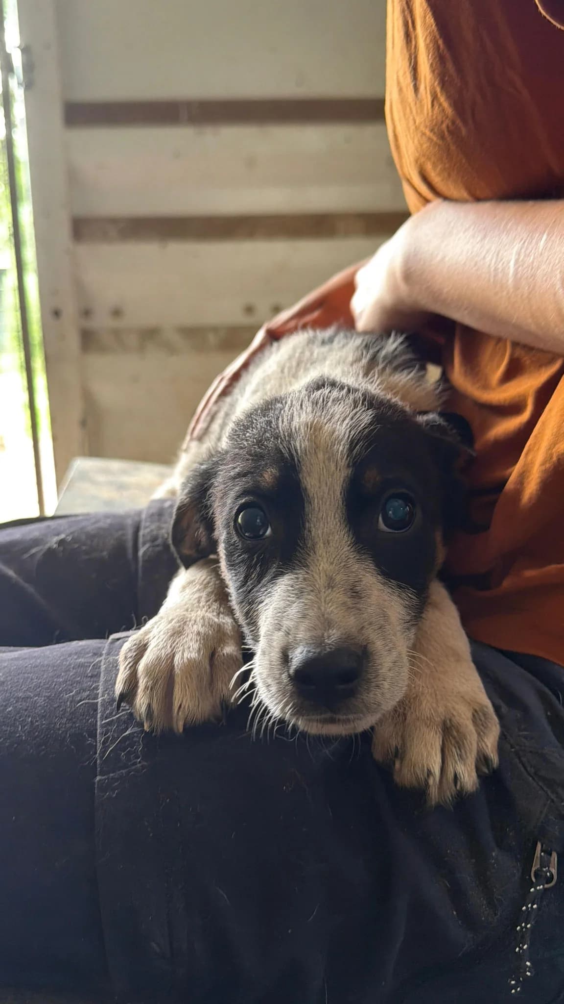 Fino, male puppy Mixed Breed for adoption at Hope for Future e.V.