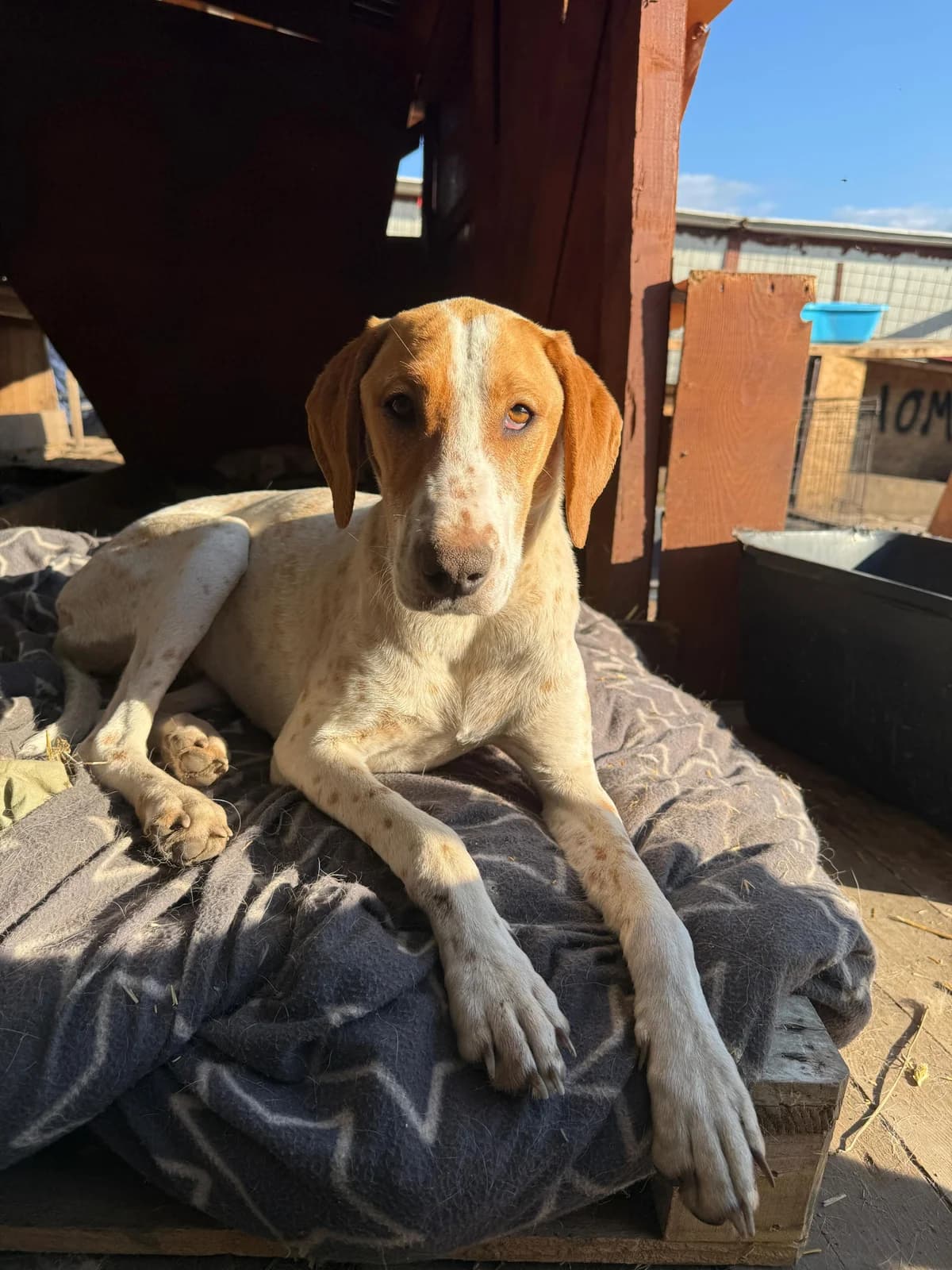 Fiona, 4yo Mixed Breed for adoption at Hope for Future e.V.
