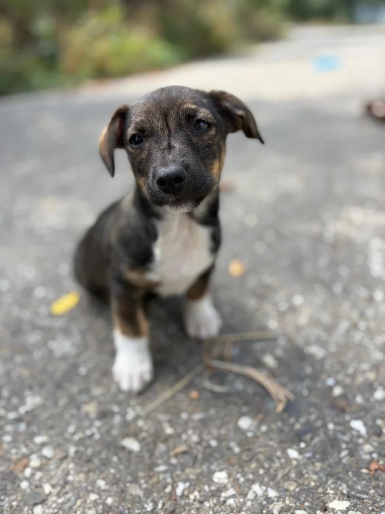 Flo, male puppy Mixed Breed for adoption at Hope for Future e.V.