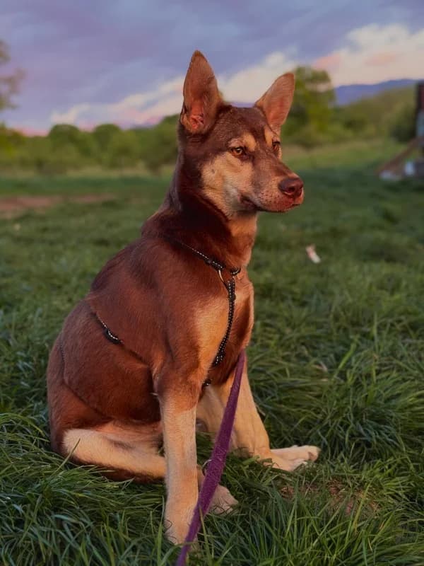 Florence, female puppy Mixed Breed for adoption at Hope for Future e.V.