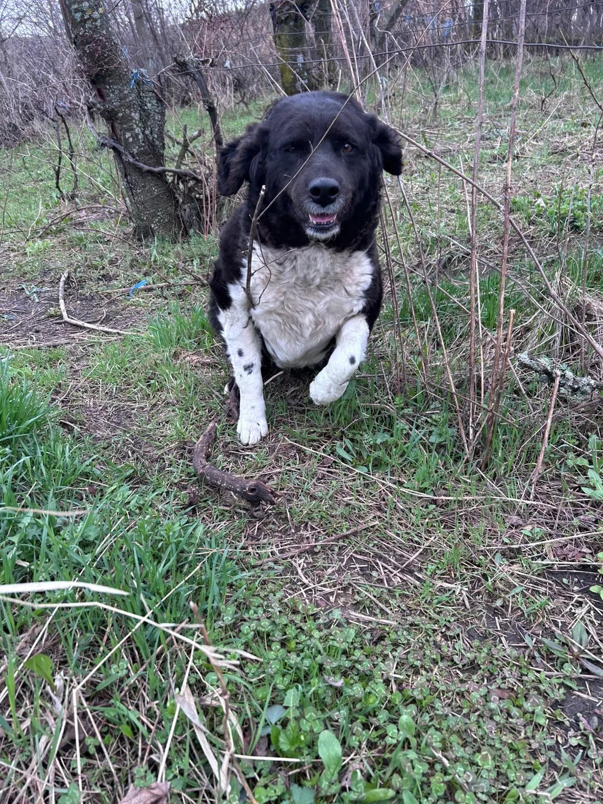 Foggia, female 4yo Mixed Breed for adoption at Hope for Future e.V.