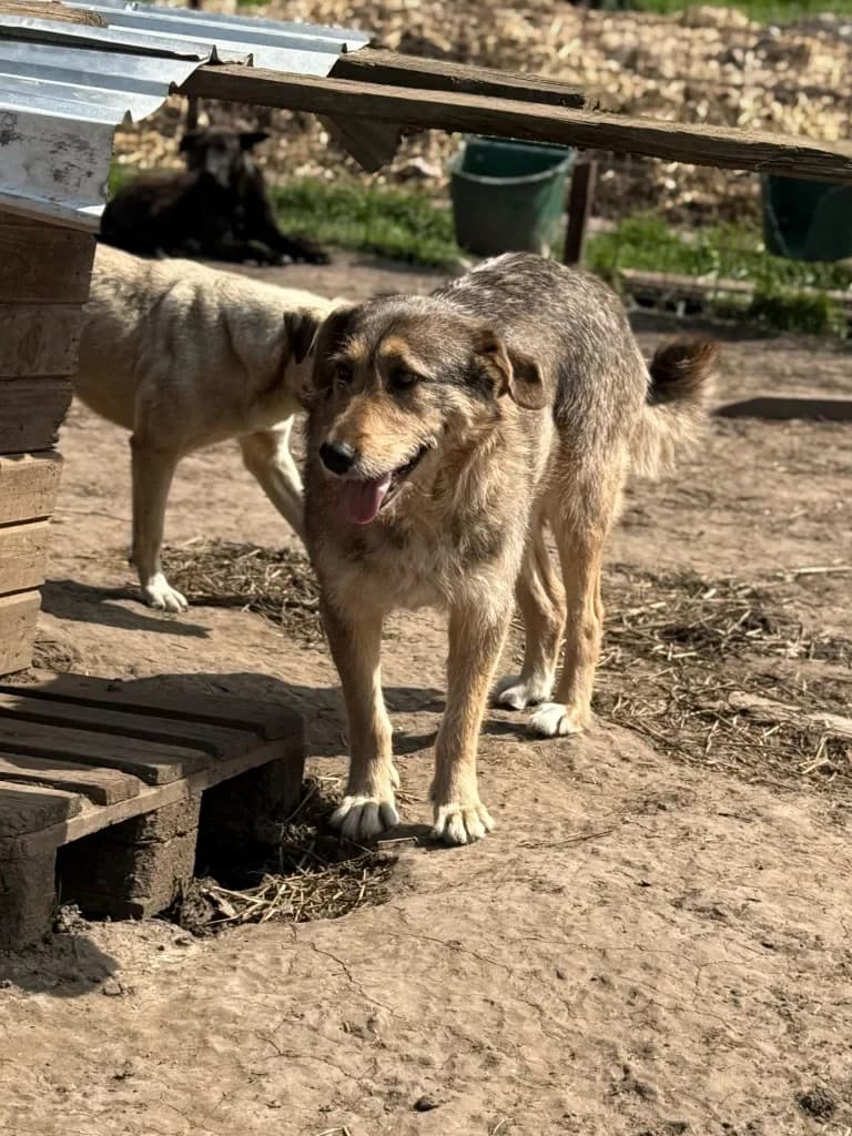 Franja, senior Mixed Breed for adoption at Hope for Future e.V.