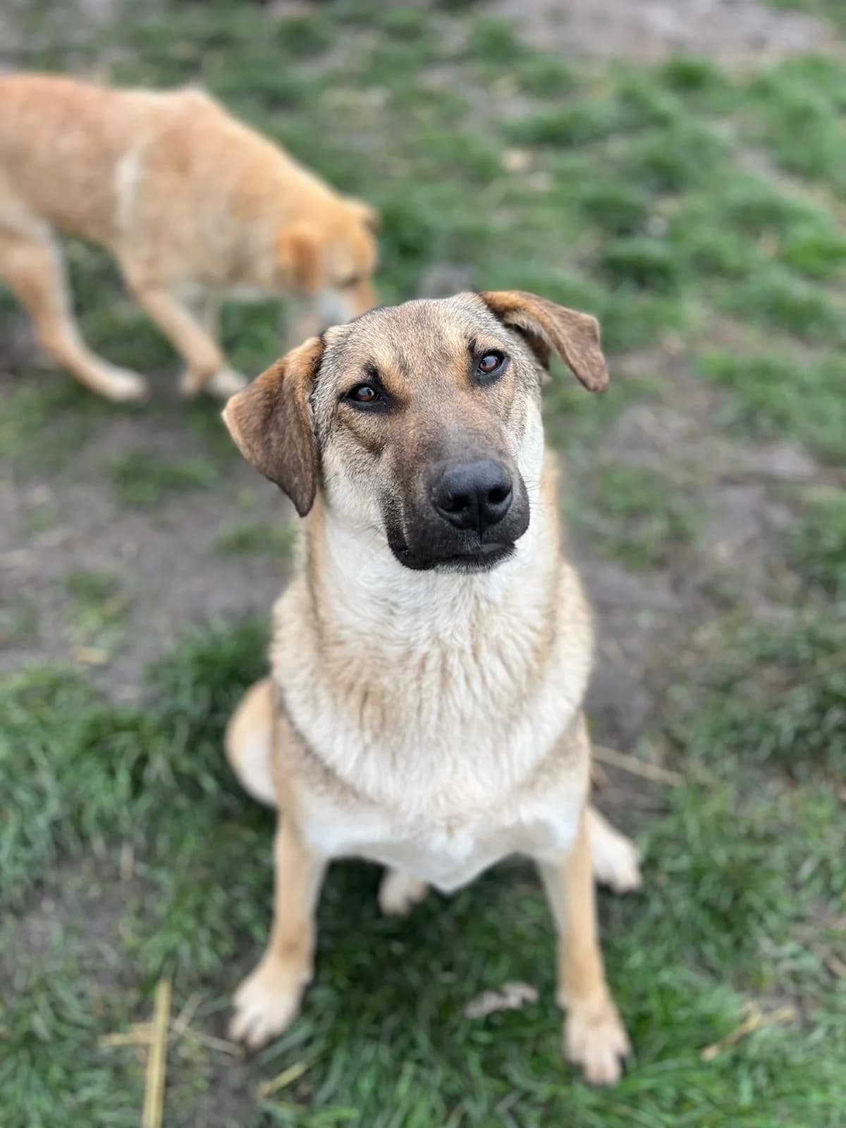 Franzi, female young Mixed Breed for adoption at Hope for Future e.V.