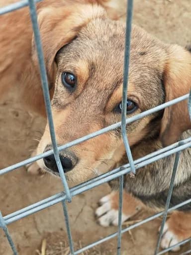Frieder, male 3yo Mixed Breed for adoption at Hope for Future e.V.