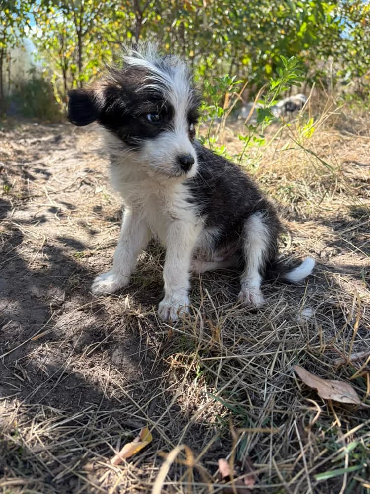 Fritz, male puppy Mixed Breed for adoption at Hope for Future e.V.