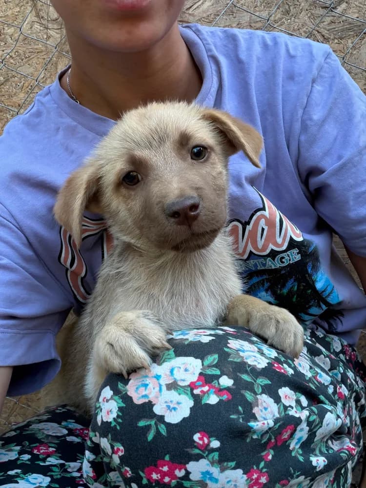 Fuchur, male puppy Mixed Breed for adoption at Hope for Future e.V.