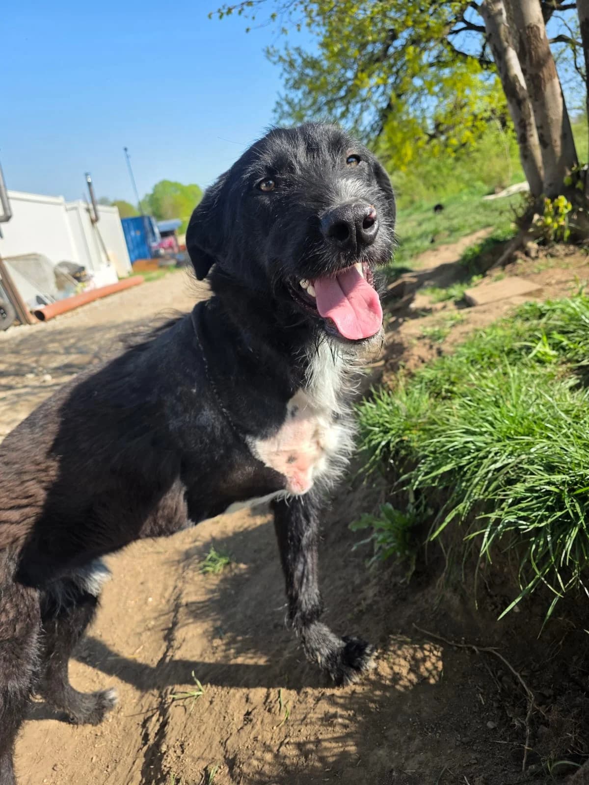 Gaio, male young Mixed Breed for adoption at Hope for Future e.V.