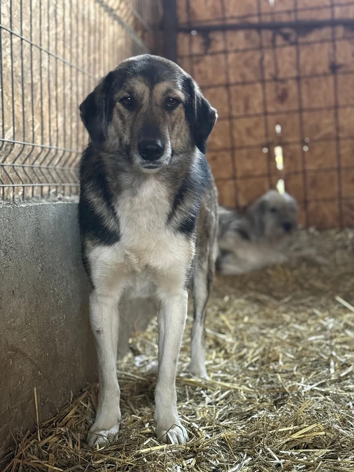 Ginny Weasley, female 3yo Mixed Breed for adoption at Hope for Future e.V.