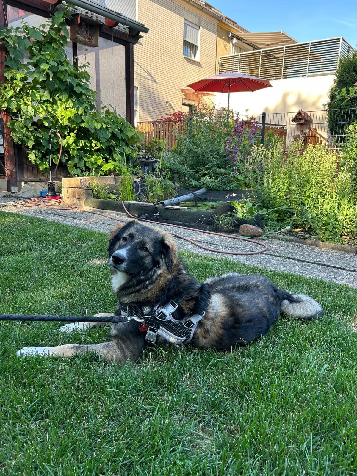 Gino, male puppy Mixed Breed for adoption at Hope for Future e.V.