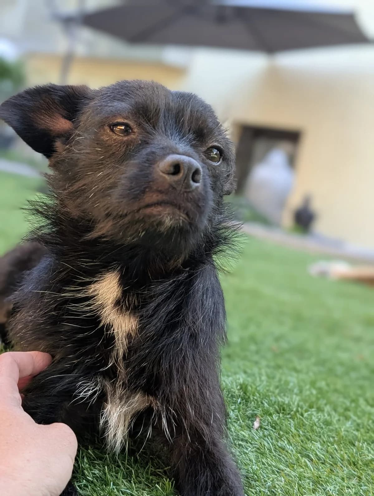 Gracie, female young Mixed Breed for adoption at Hope for Future e.V.