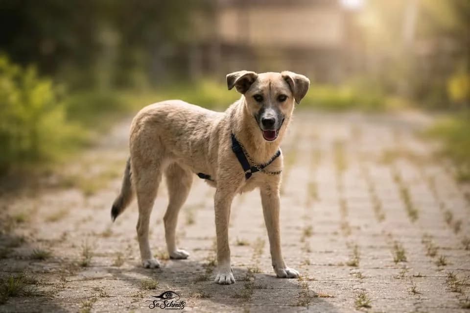 Graya, female puppy Mixed Breed for adoption at Hope for Future e.V.