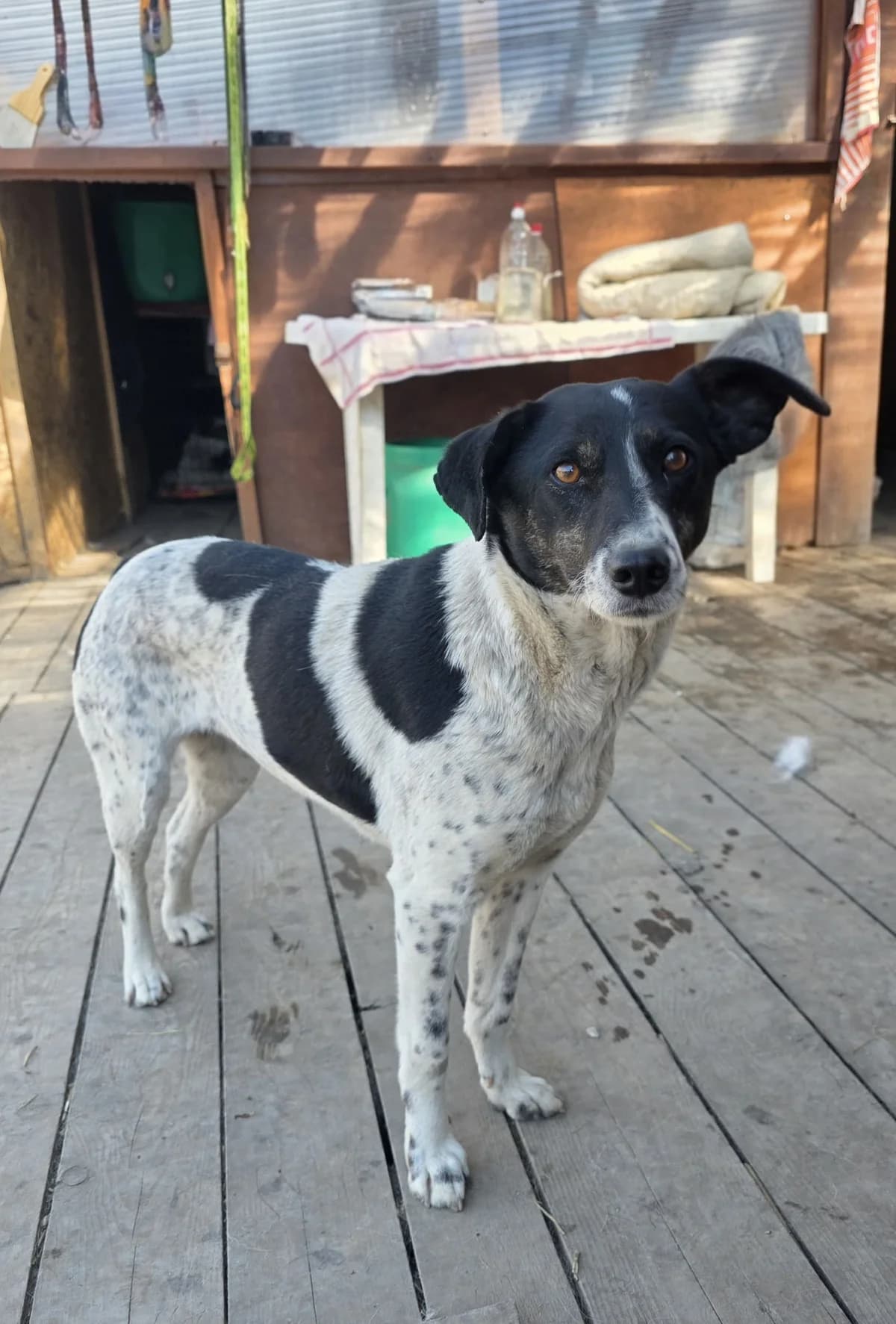 Gudrun, female 4yo Mixed Breed for adoption at Hope for Future e.V.