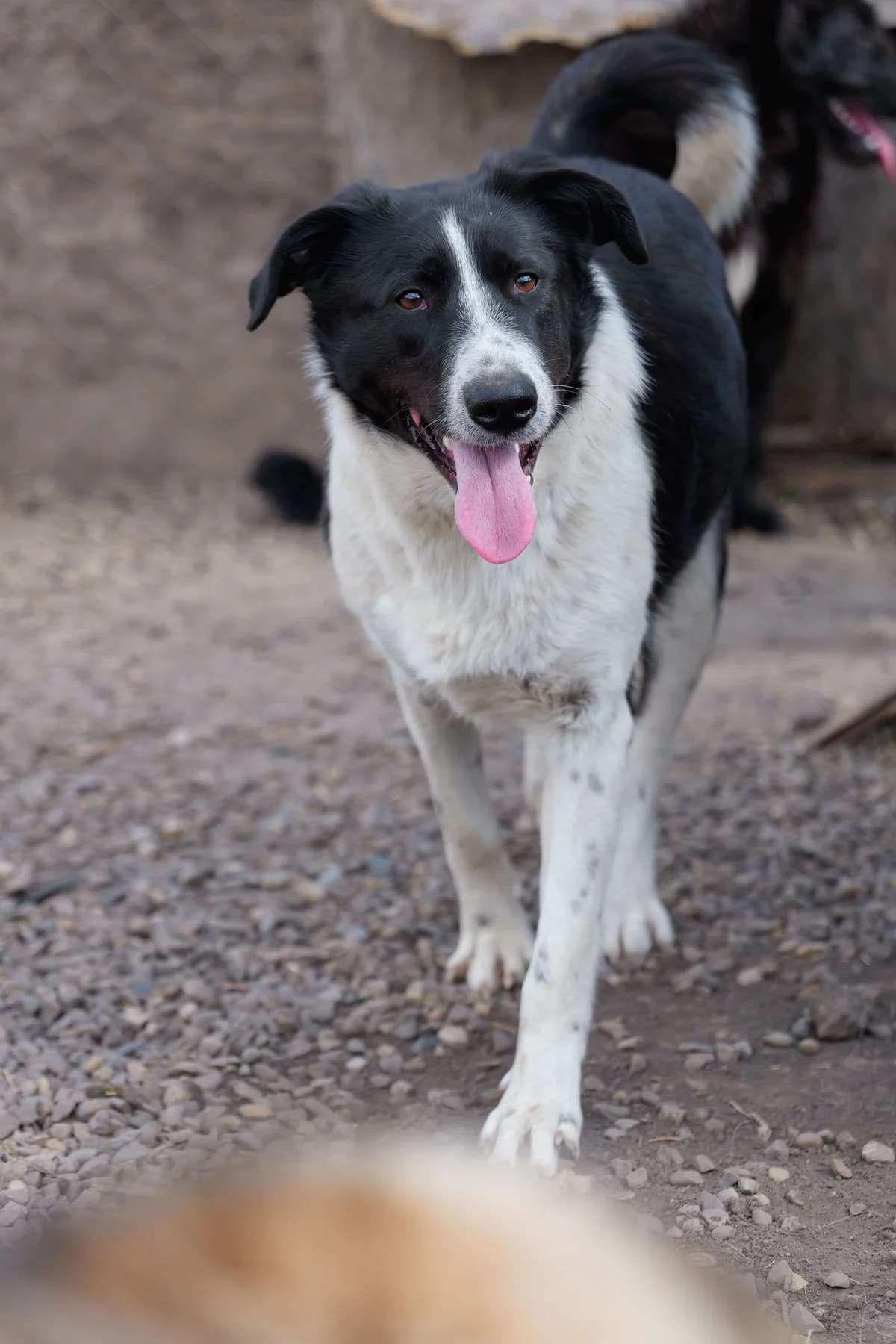 Gunnar, schwarz male young Mixed Breed for adoption at Hope for Future e.V.