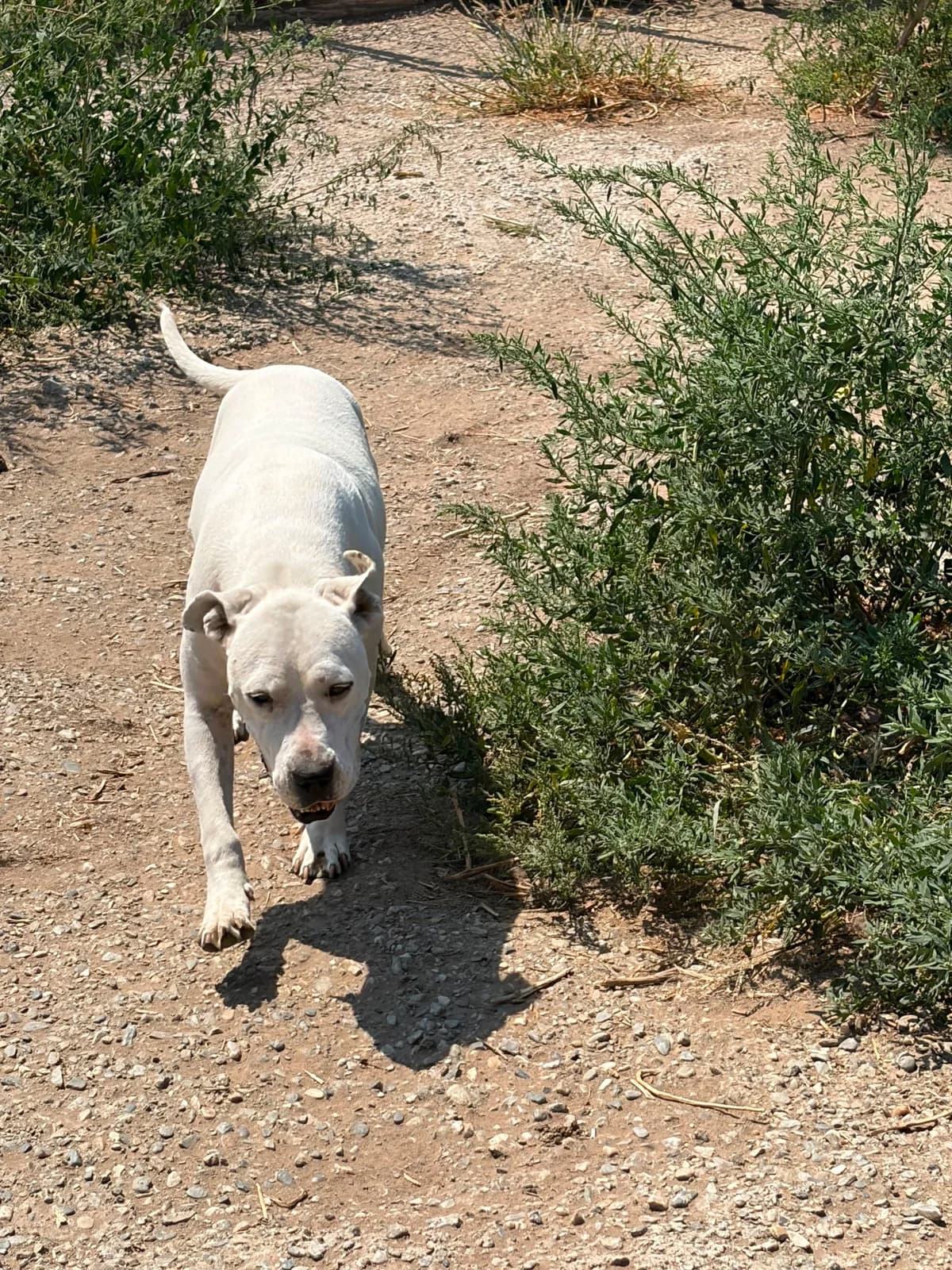 Happy, 4yo Mixed Breed for adoption at Hope for Future e.V.