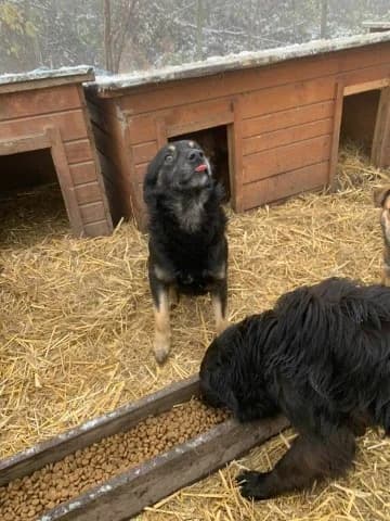 Happy, male 5yo Mixed Breed for adoption at Hope for Future e.V.