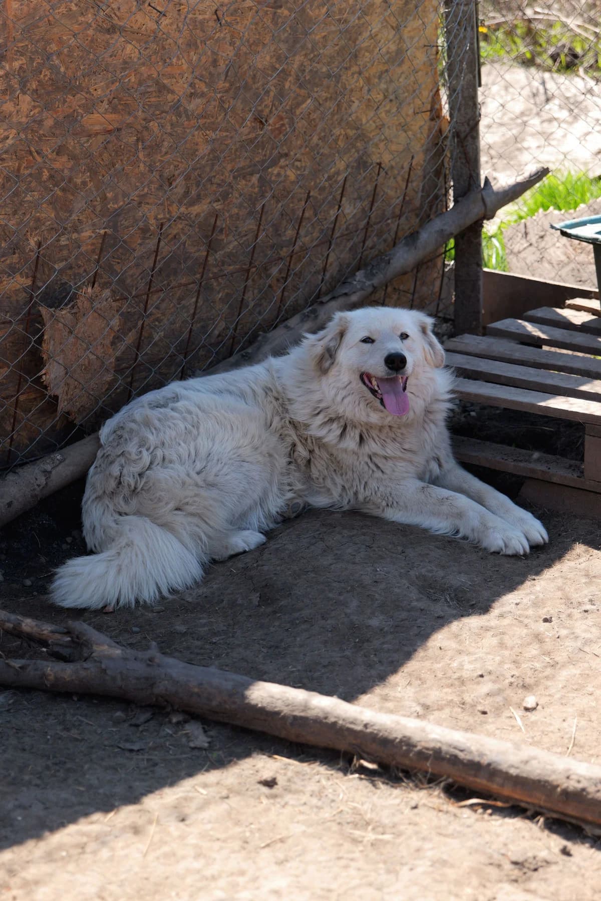Harry, male young Mixed Breed for adoption at Hope for Future e.V.