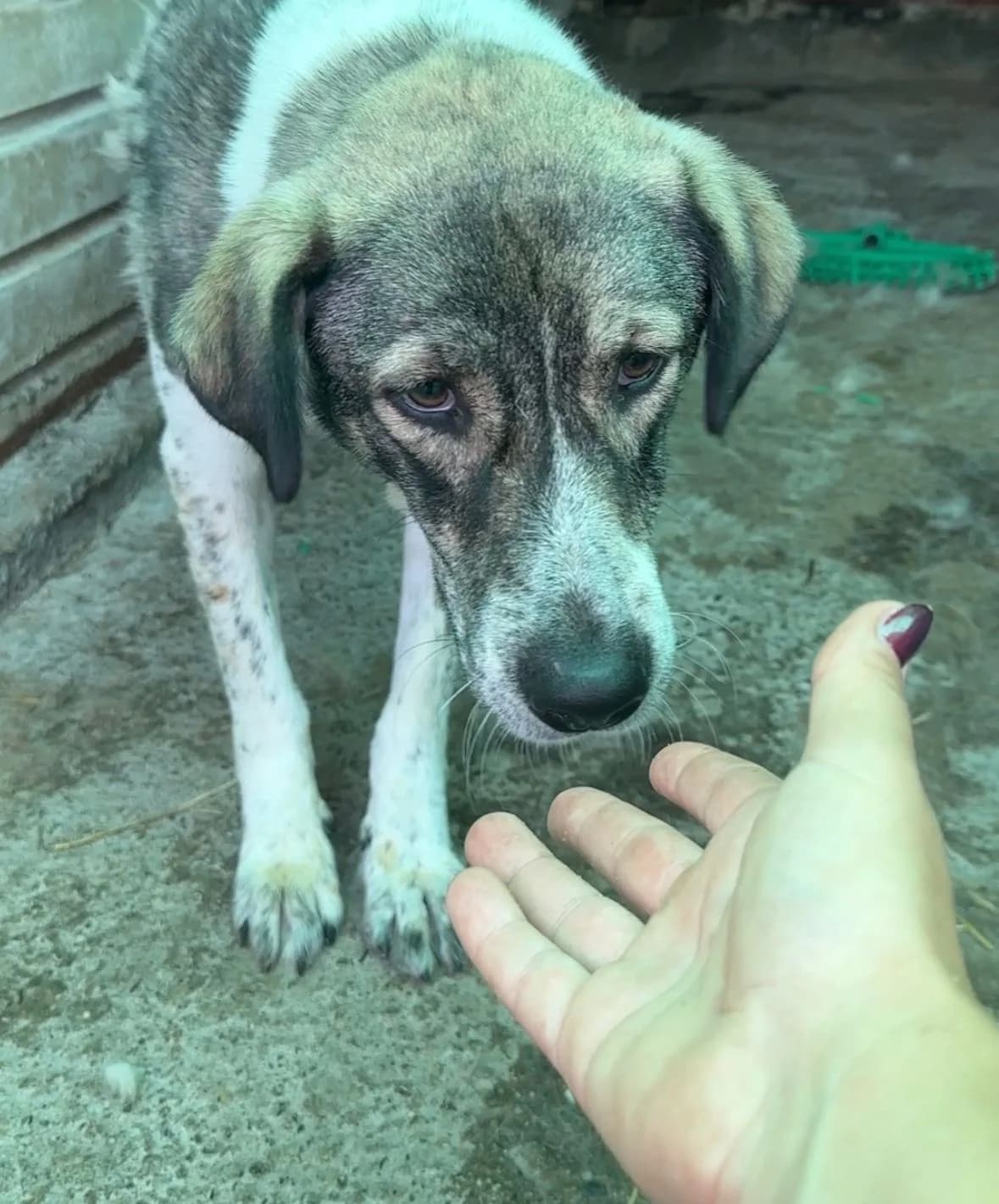 Hasi, female senior Mixed Breed for adoption at Hope for Future e.V.