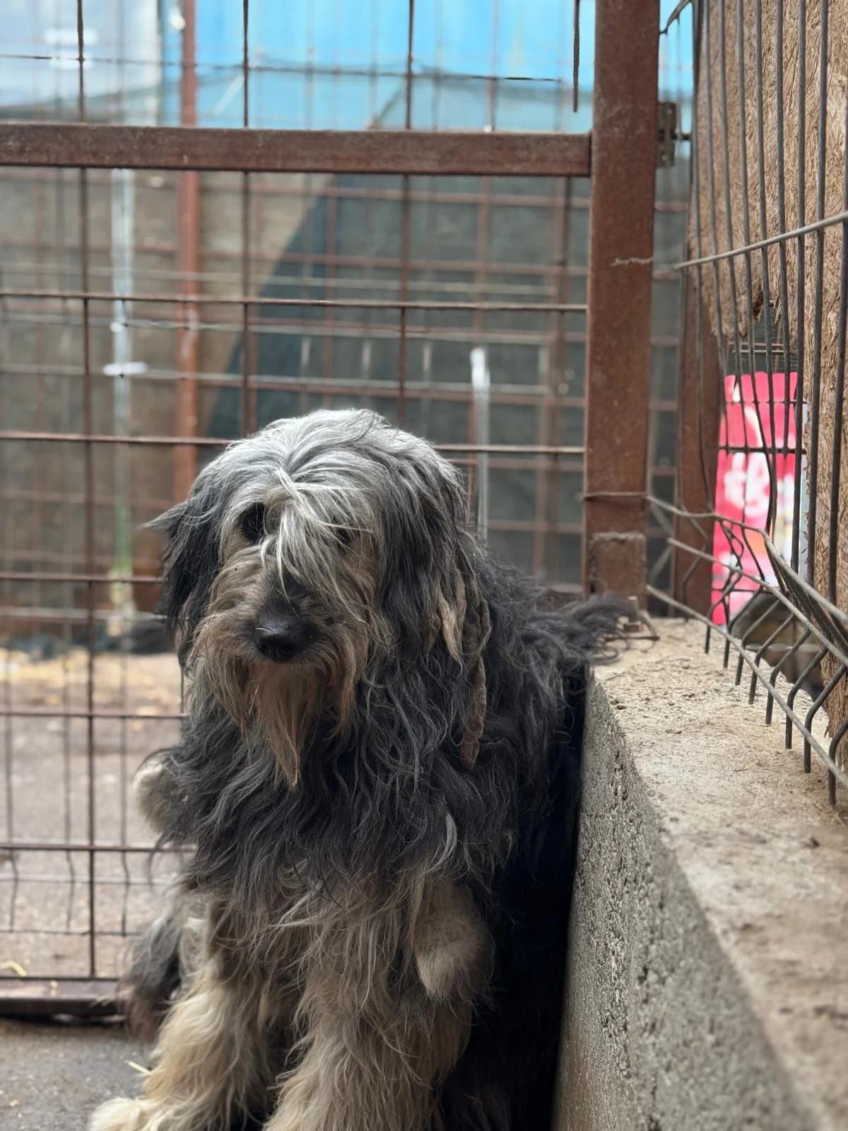 Helene, female 3yo Mixed Breed for adoption at Hope for Future e.V.