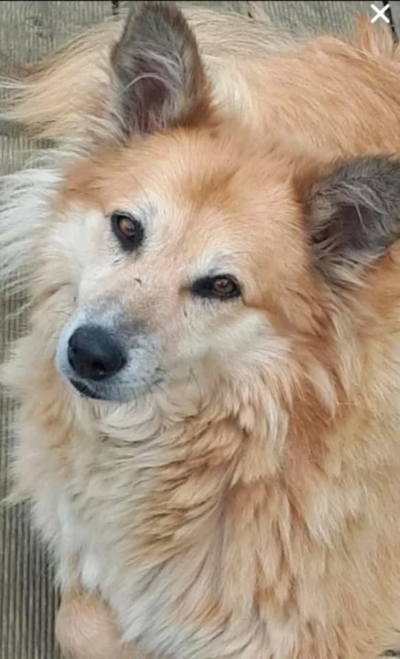 Hera, female senior Mixed Breed for adoption at Hope for Future e.V.