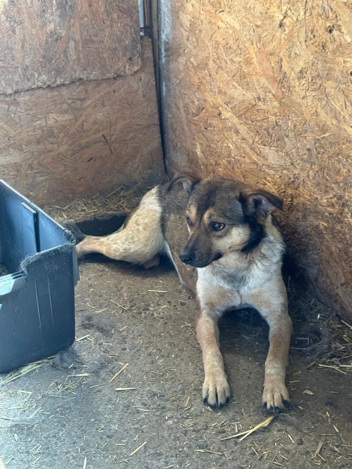 Hermine, female 6yo Mixed Breed for adoption at Hope for Future e.V.
