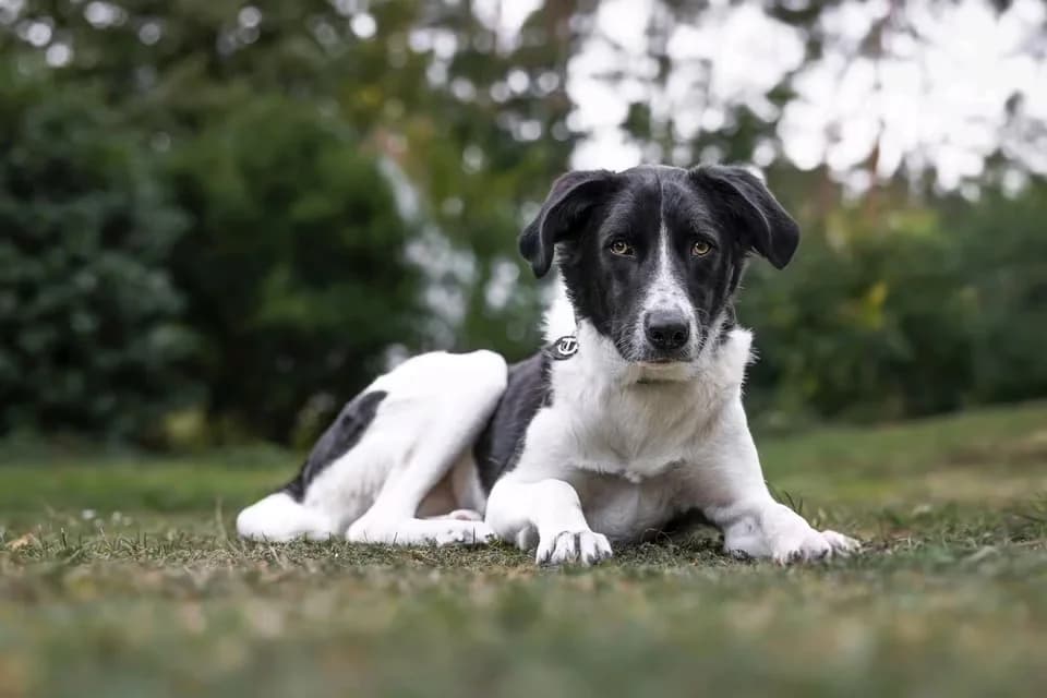 Hondo, male young Mixed Breed for adoption at Hope for Future e.V.