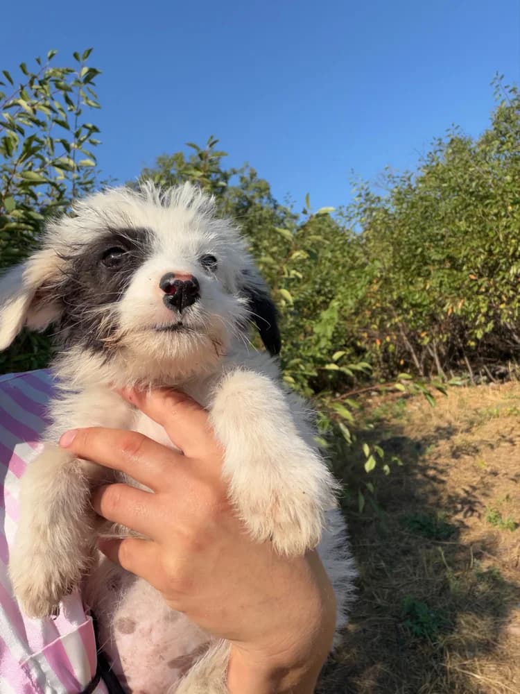 Hooki, male puppy Mixed Breed for adoption at Hope for Future e.V.