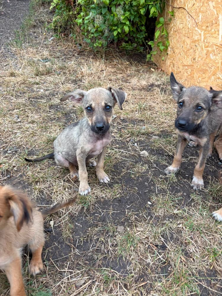 Hops, male puppy Mixed Breed for adoption at Hope for Future e.V.