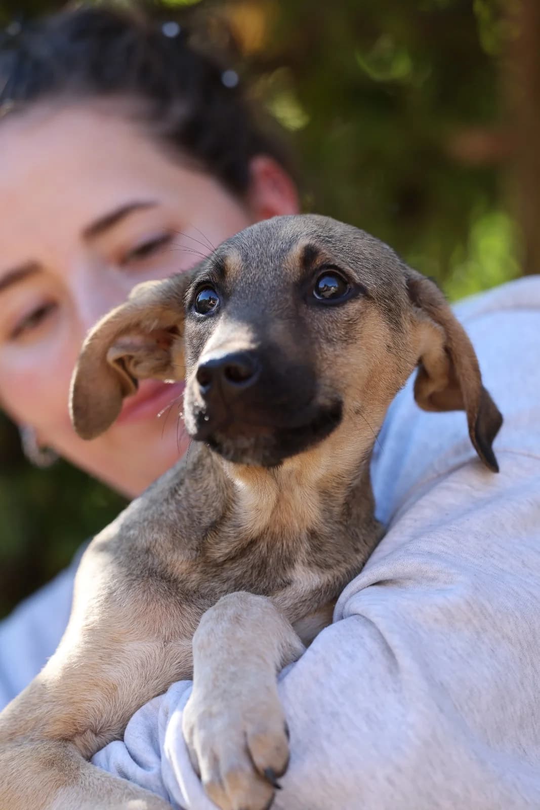 Hops, male puppy Mixed Breed for adoption at Hope for Future e.V.