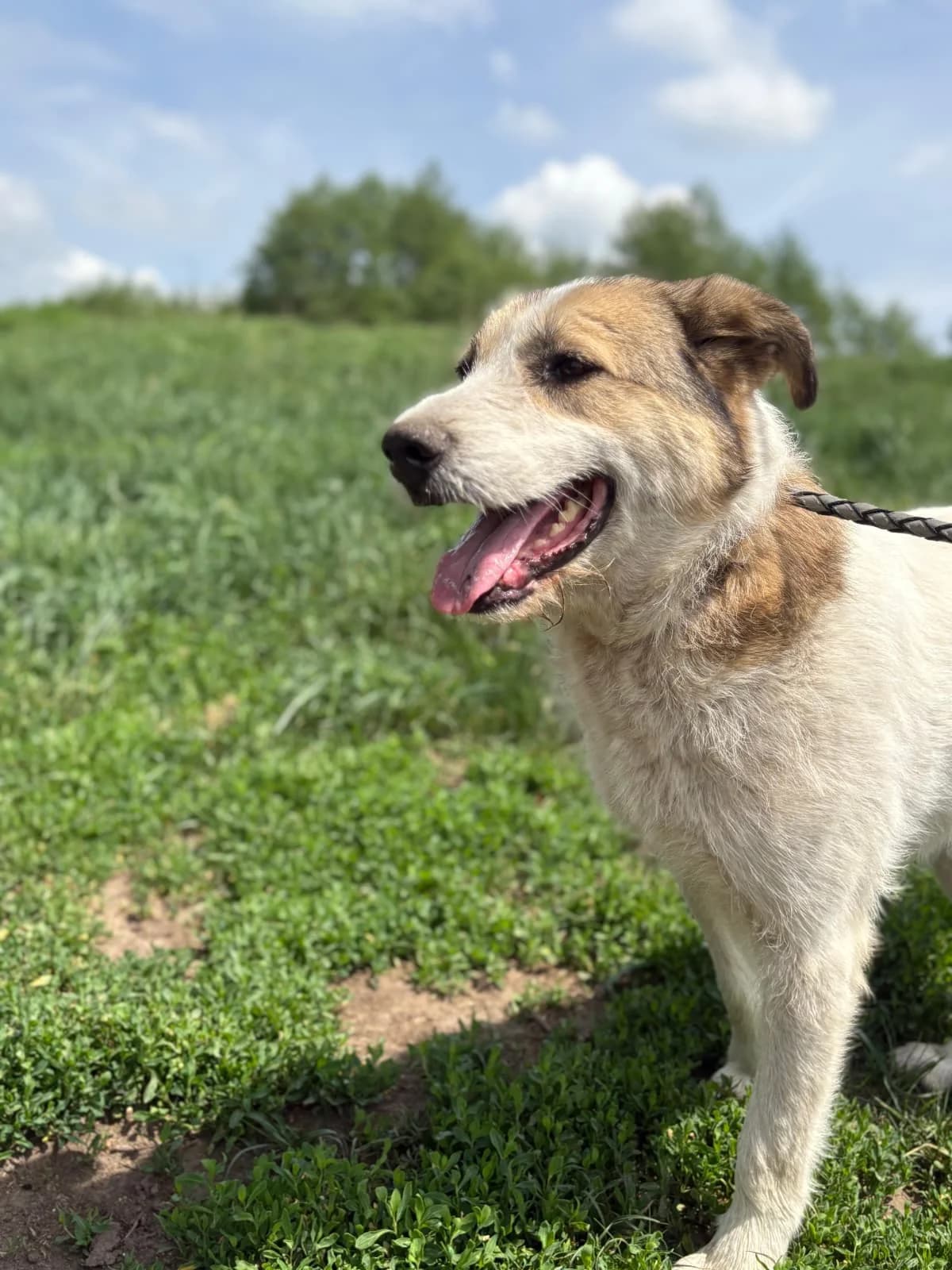 Idis, female young Mixed Breed for adoption at Hope for Future e.V.