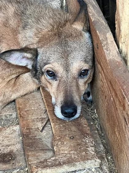 Ilka, female 6yo Mixed Breed for adoption at Hope for Future e.V.