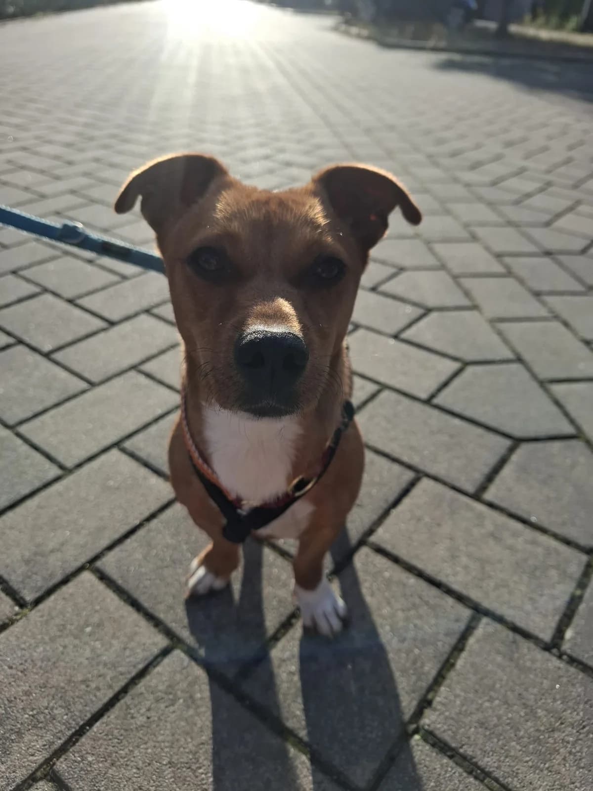 Irmi, female young Mixed Breed for adoption at Hope for Future e.V.