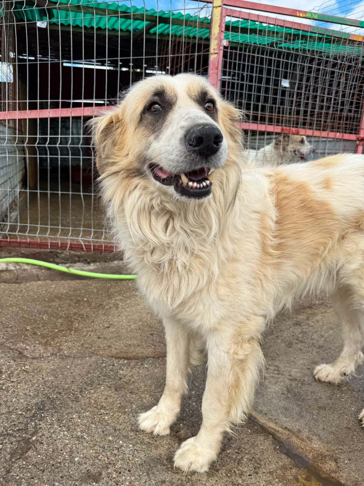 Jacob, 6yo Mixed Breed for adoption at Hope for Future e.V.