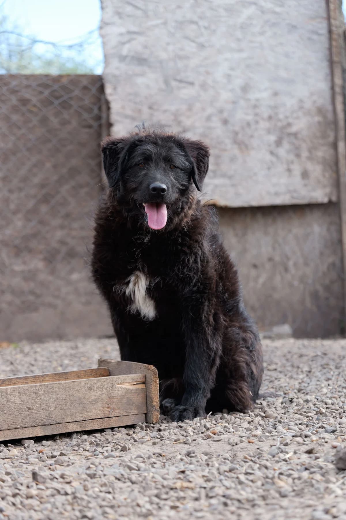 Jan, male young Mixed Breed for adoption at Hope for Future e.V.