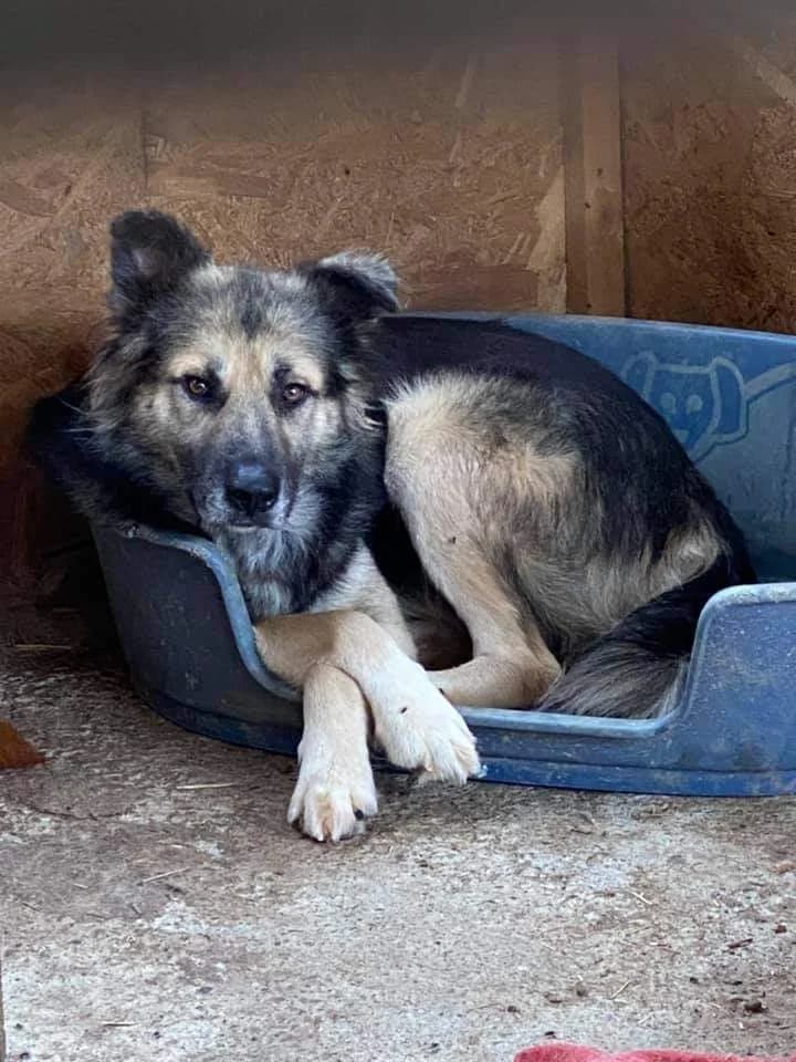 Janosch, male senior Mixed Breed for adoption at Hope for Future e.V.