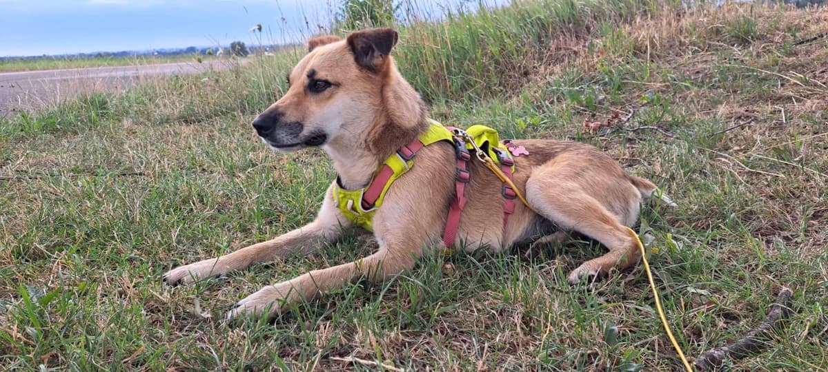 Jenna, female 3yo Mixed Breed for adoption at Hope for Future e.V.