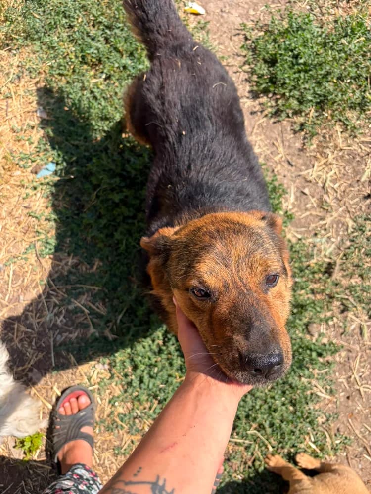 Jhon, male 6yo Mixed Breed for adoption at Hope for Future e.V.