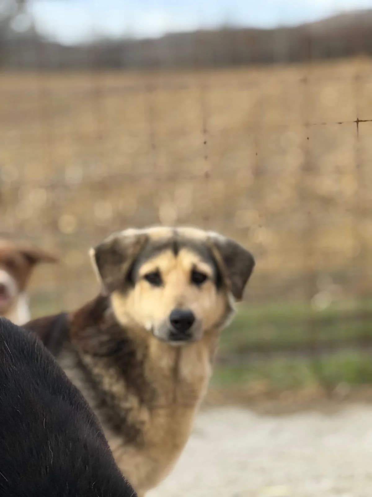 Jinny, female senior Mixed Breed for adoption at Hope for Future e.V.