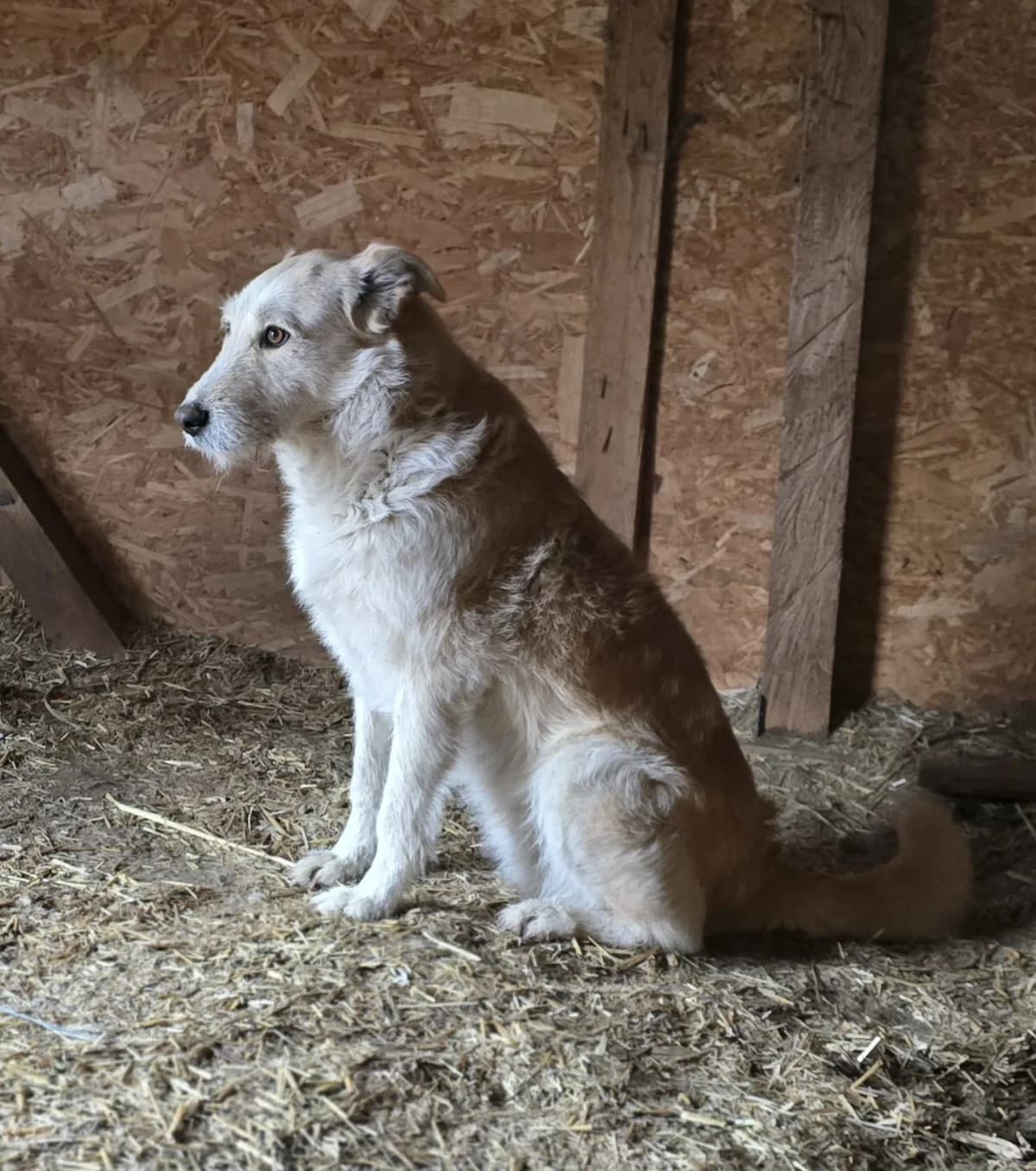 Jolanda, 5yo Mixed Breed for adoption at Hope for Future e.V.