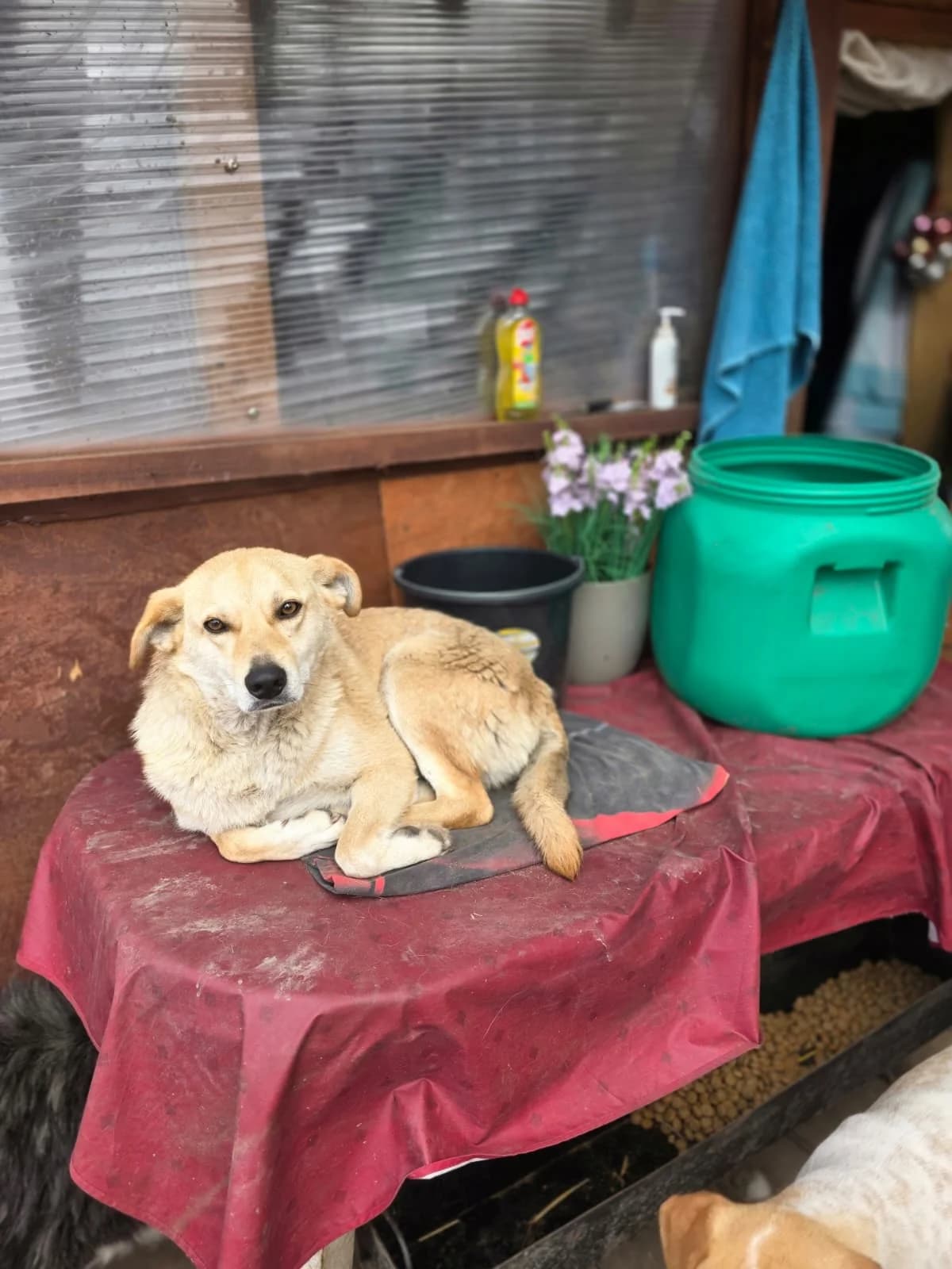 Joline, female 5yo Mixed Breed for adoption at Hope for Future e.V.