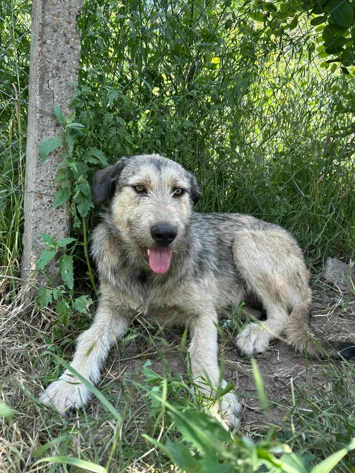 Jonny, male young Mixed Breed for adoption at Hope for Future e.V.