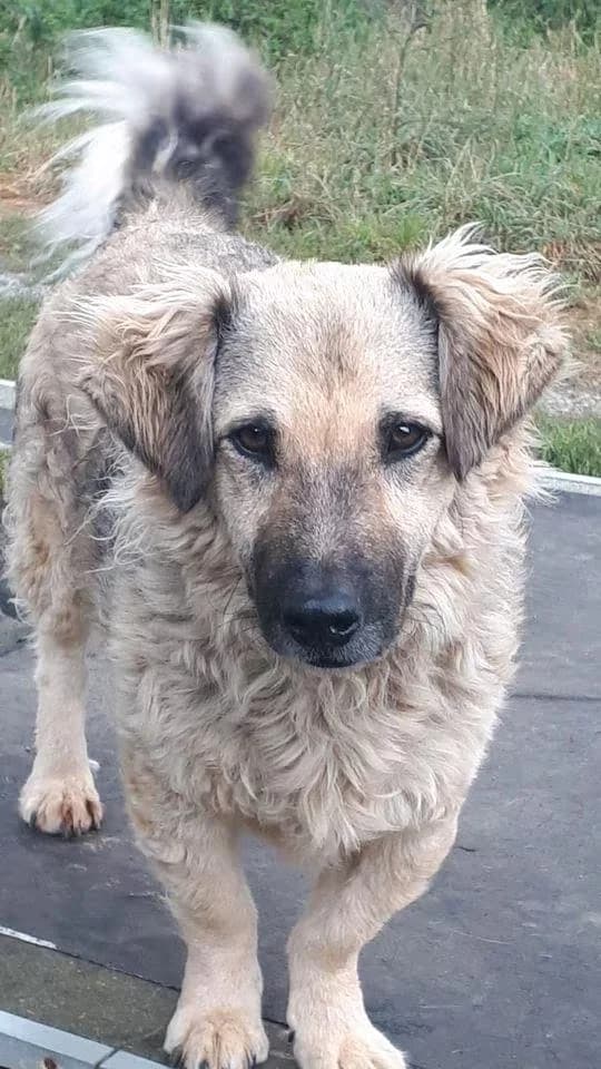 Joy, female 5yo Mixed Breed for adoption at Hope for Future e.V.