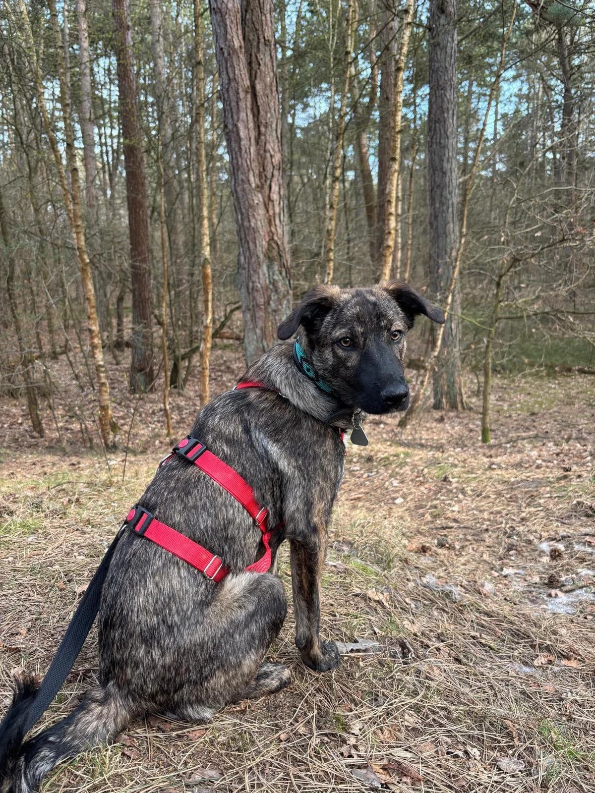Juna, female young Mixed Breed for adoption at Hope for Future e.V.