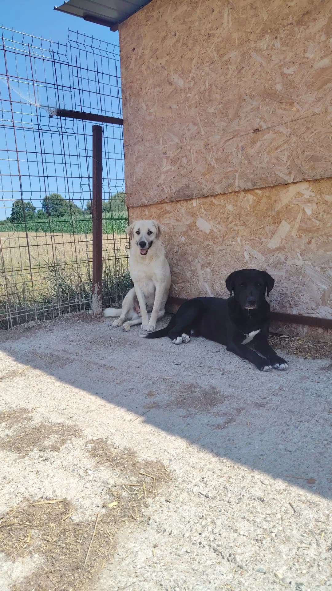 Kairo, male young Mixed Breed for adoption at Hope for Future e.V.