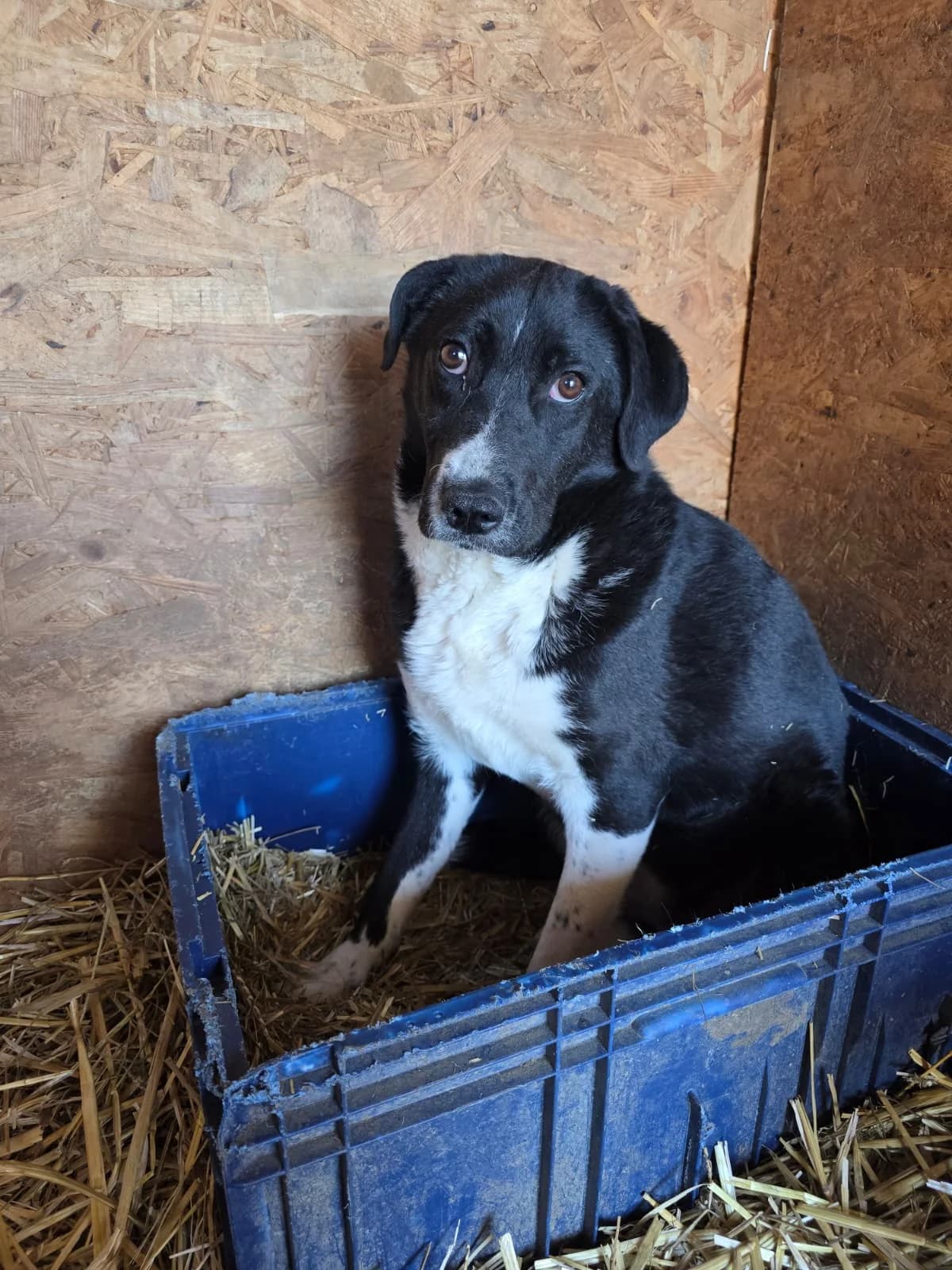 Kala, female young Mixed Breed for adoption at Hope for Future e.V.