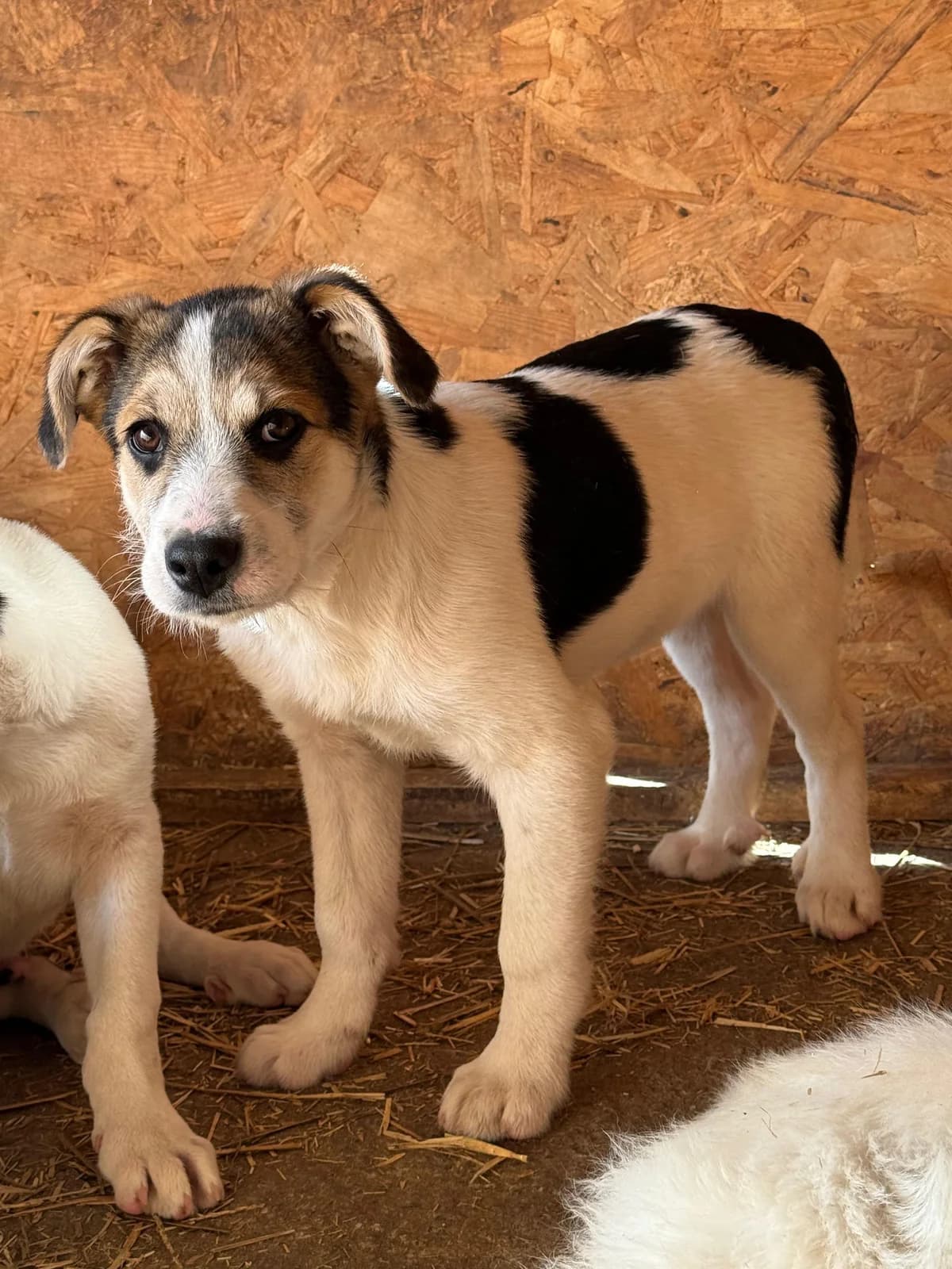 Kali, male puppy Mixed Breed for adoption at Hope for Future e.V.
