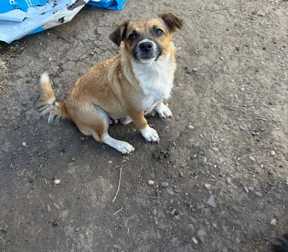 Karla, female 3yo Mixed Breed for adoption at Hope for Future e.V.
